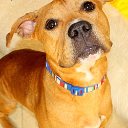 Thumbnail photo of Scooby~adopted! #1