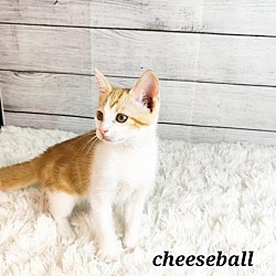 Thumbnail photo of Cheeseball #2