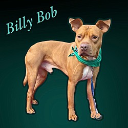 Thumbnail photo of BILLY BOB #2