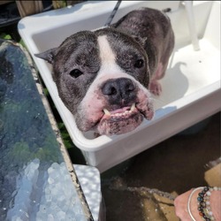 Photo of Ottis