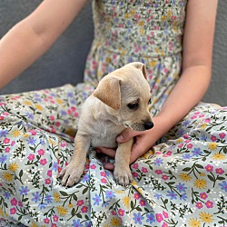 Thumbnail photo of Pearl - Ruby Pup #3