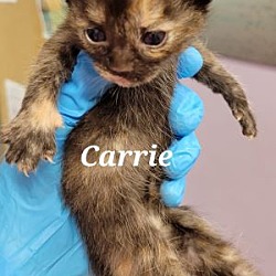 Thumbnail photo of Carrie #4