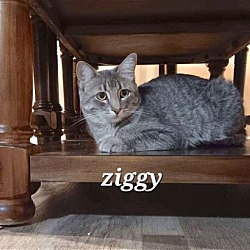 Thumbnail photo of Ziggy [CP] #1