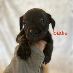 Photo of Sadie Little