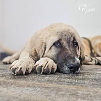 adopt a pet
