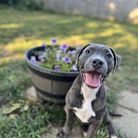 adopt a pet