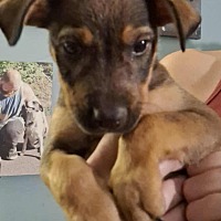 adopt a pet