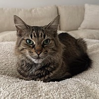 adopt-pet