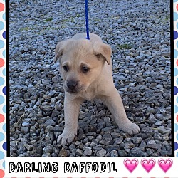 Thumbnail photo of Darling Daffodil (Pom) #2