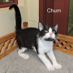 Thumbnail photo of Chum #2