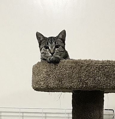 Madison Wi Domestic Shorthair Meet Kouyou A Pet For Adoption
