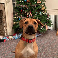 Friends of the Pitt County Animal Shelter in Greenville ...