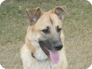 Conway Nh Anatolian Shepherd Meet Elly A Pet For Adoption