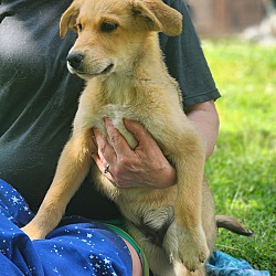 Thumbnail photo of Hondo~adopted! #4