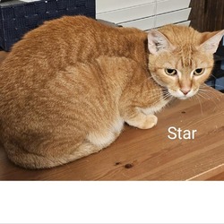 Thumbnail photo of Starry (Star) #4