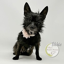 Thumbnail photo of Tibbie #2