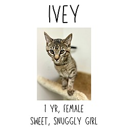 Thumbnail photo of Ivey #1