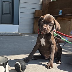 Thumbnail photo of CARMINE  8 POUND PUPPY  FOSTERED IN NEW JERSEY #3