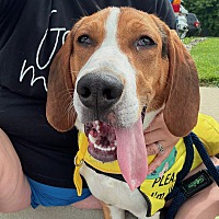 adopt a pet