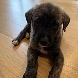 Scarr, Flat-Coated Retriever