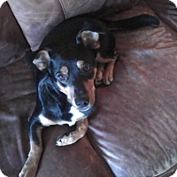 knoxville, TN - Miniature Pinscher. Meet BOSS a Pet for Adoption.