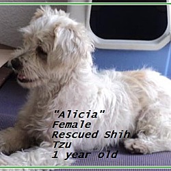 Thumbnail photo of Alicia (in adoption process) #3