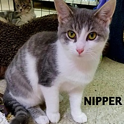 Thumbnail photo of Nipper #2