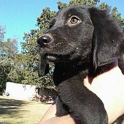 Thumbnail photo of Zoey (adoption pending) #1