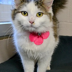 Thumbnail photo of MOPSY - FOUND WITH PINK COLLAR #1