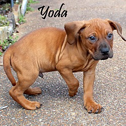 Thumbnail photo of Yoda~adopted! #3