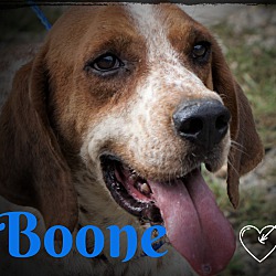 Thumbnail photo of Boone #1