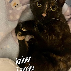 Thumbnail photo of Amber #1