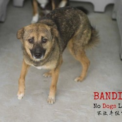 Thumbnail photo of Bandit 0422 #2