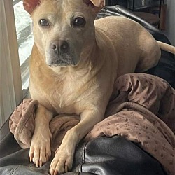 Thumbnail photo of Josie Dog: not at the shelter: adoption sponsored #1