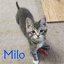 Photo of MILO - Artist Collection kitten