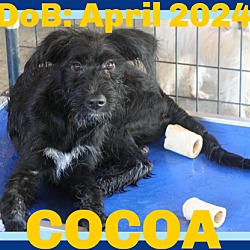 Thumbnail photo of COCOA #1