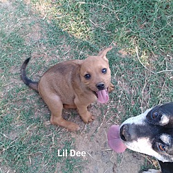 Thumbnail photo of Little Dee #2