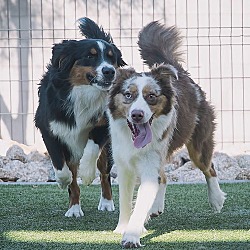 Thumbnail photo of GOOSEBERRY Mini Aussie #4