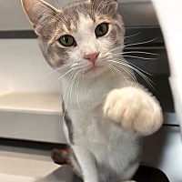 adopt a pet