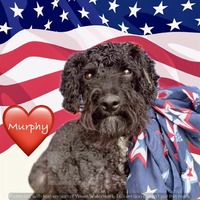 adopt-pet