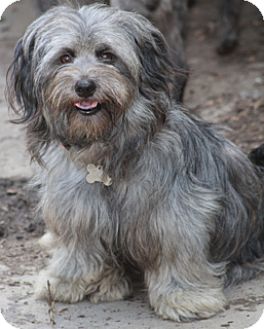 grey tibetan terrier