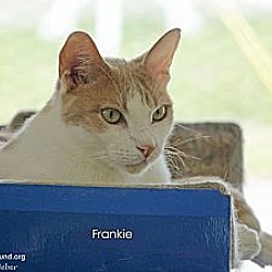 Thumbnail photo of Frankie #1