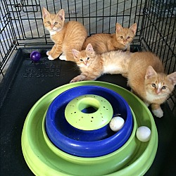 Thumbnail photo of Orange Kittens #1
