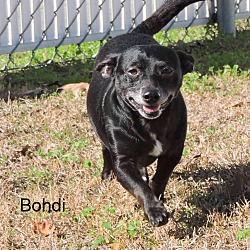 Thumbnail photo of Bohdi #2