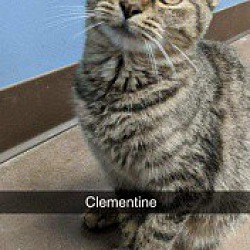 Thumbnail photo of Clementine #3