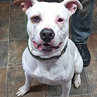 Columbiana County Dog Pound & Adoption Center in Lisbon, Ohio