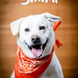 Photo of Simba