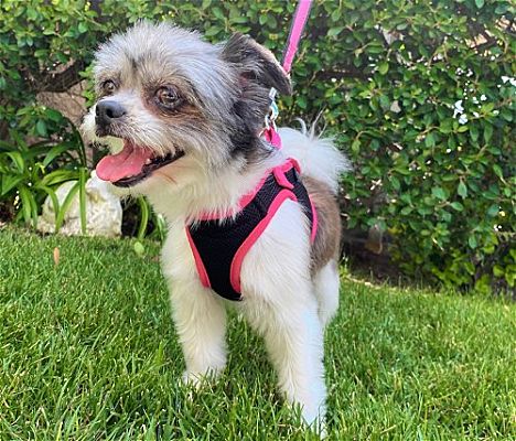 Huntington Beach, CA - Shih Tzu. Meet Zoey a Pet for Adoption ...