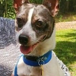 Photo of Chester
