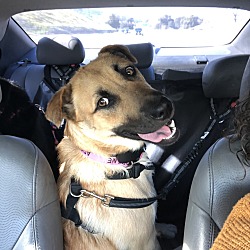 Photo of Little Nala 